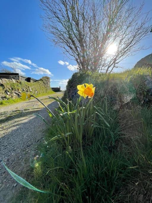 The Hut@Trefechan Wen - Coastal Coziness! Goodwick Eksteriør billede